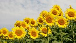 Sunflowers Garden with White Clouds in the Background.JPG