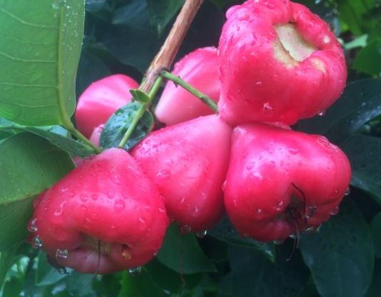 Beautiful fruits pictures