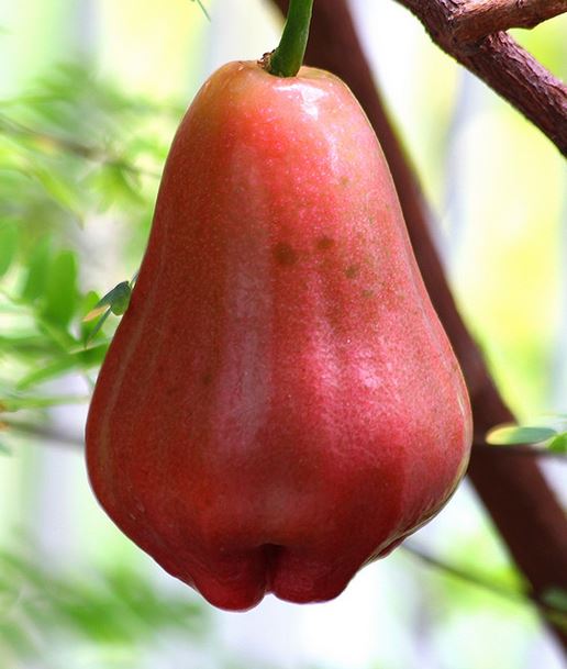 Bell shape fruit picture