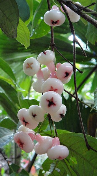 Light pink tropical fruits taste so crunchy