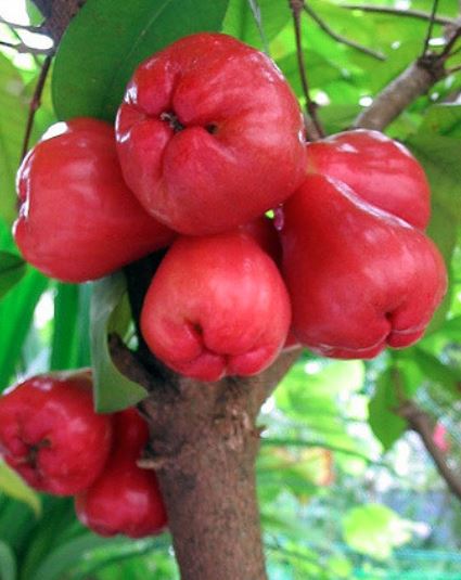 Red tropical fruits tree photo