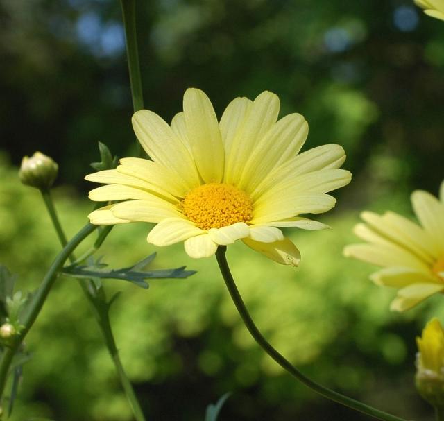 daisy flower in yellow.jpg