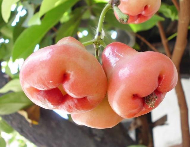 Rose apple fruits picture