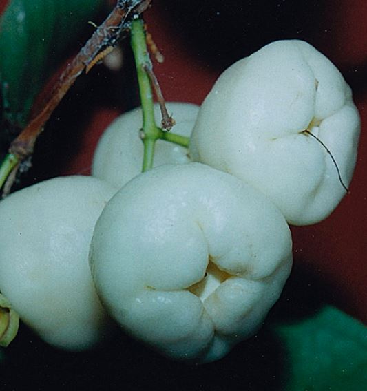 White wax jambu fruits pictures