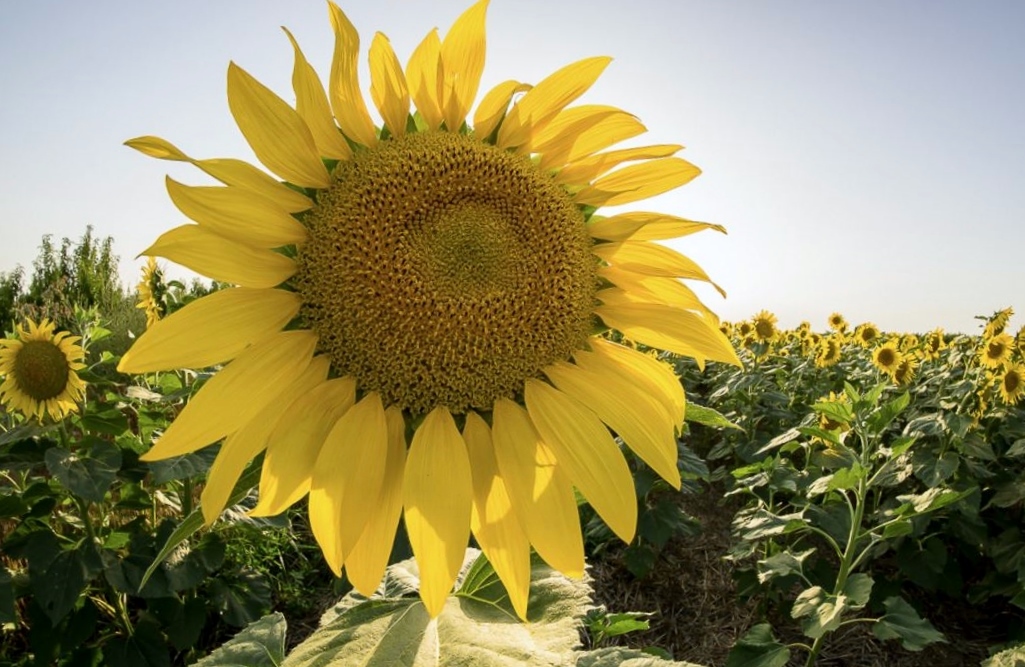 Big Sunflower in a Farm at Sun Rise.JPG