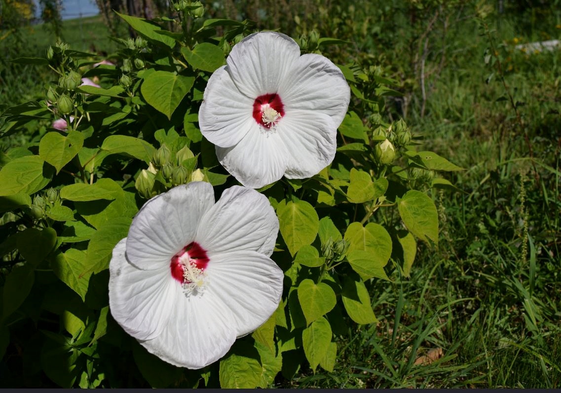 Two White Hibiscus Flowers.JPG