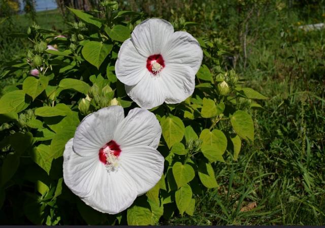 Two White Hibiscus Flowers.JPG