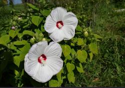 Two White Hibiscus Flowers.JPG
