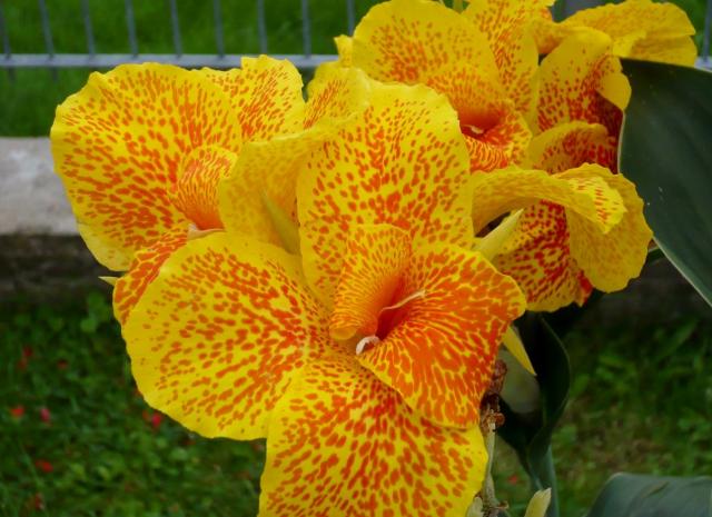 Yellow Orchid Flower with Red Spots.JPG
