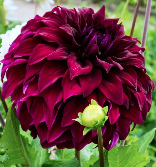 Dark Red Dahlia Flower.JPG