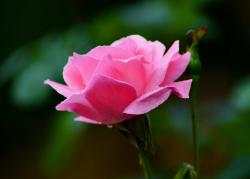 Light Pink Rose with Dew Drops & Blurred Background.JPG