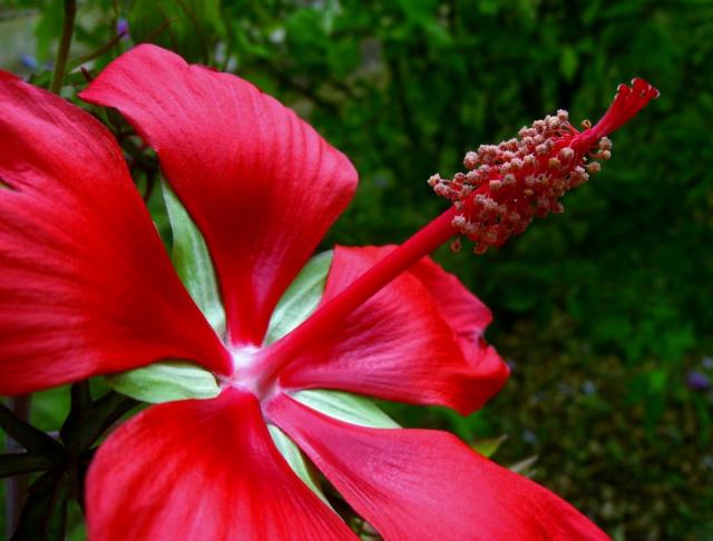 Large Red Hibiscus with Antenna-like Stamen.JPG