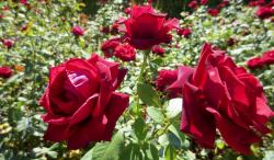 Trio of Red Roses in a Rose Garden.jpg