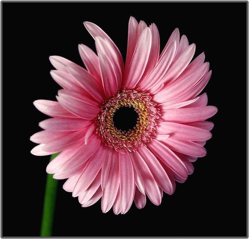 daisy flower in pinkjpg.jpg