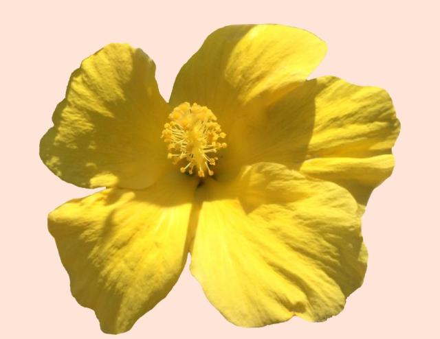 Yellow Hibiscus taken in my garden