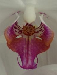 Flowers of Florida (various)