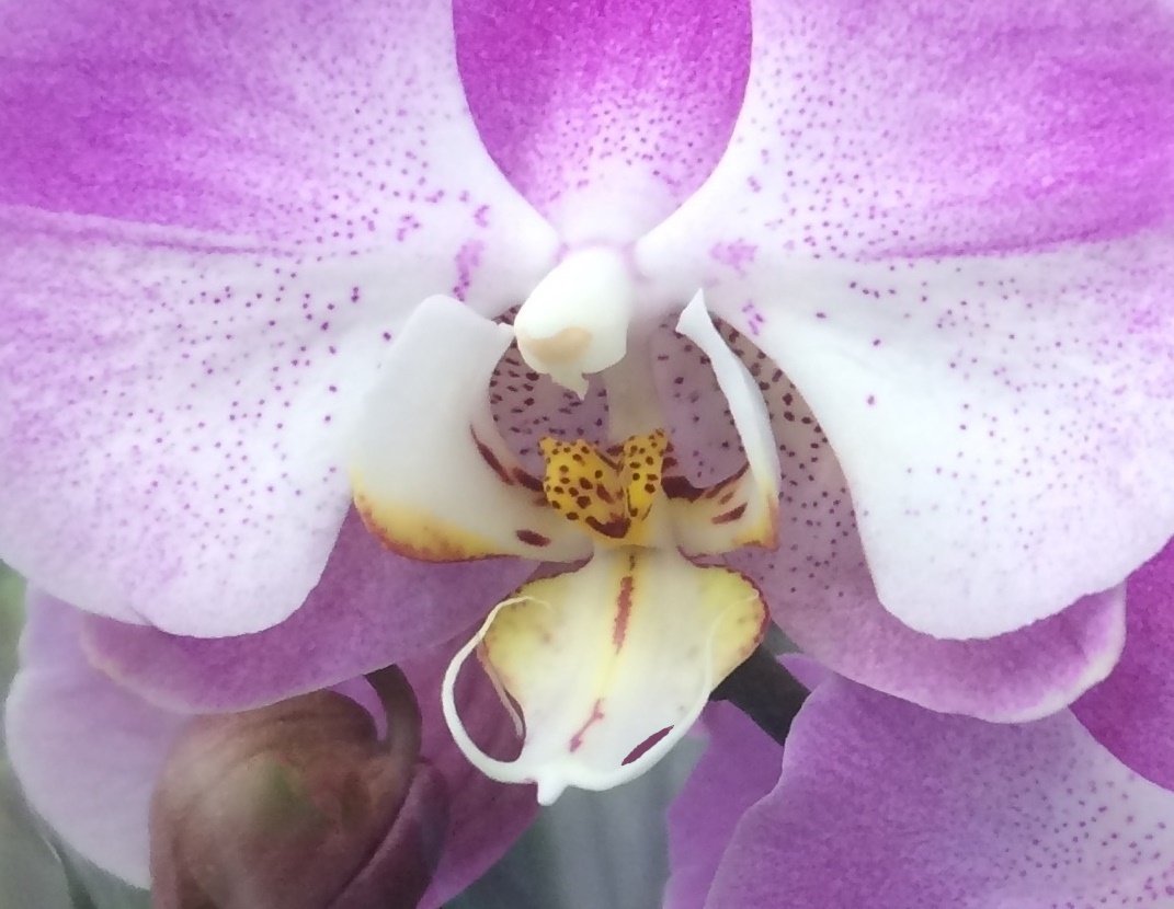 Purple orchid close up