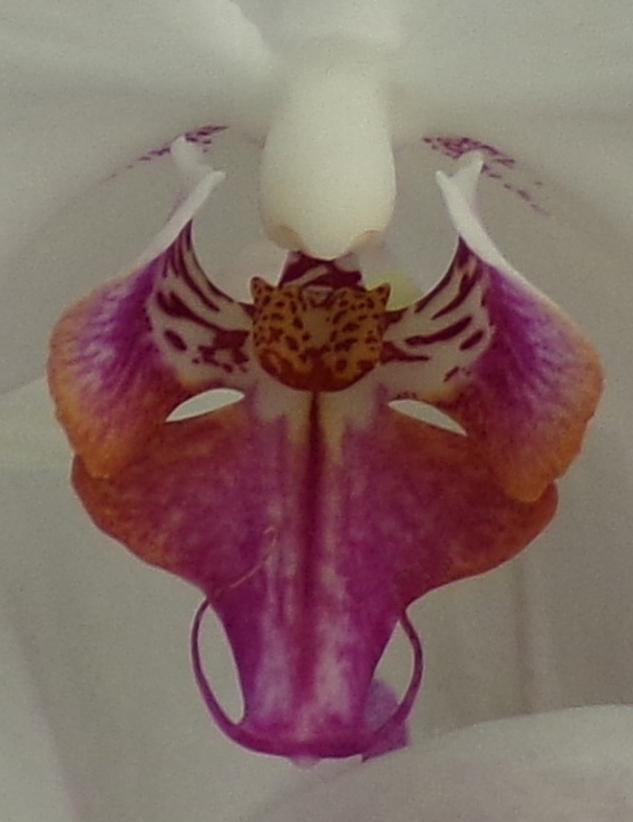 White and red orchid close up