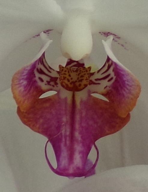 White and red orchid close up