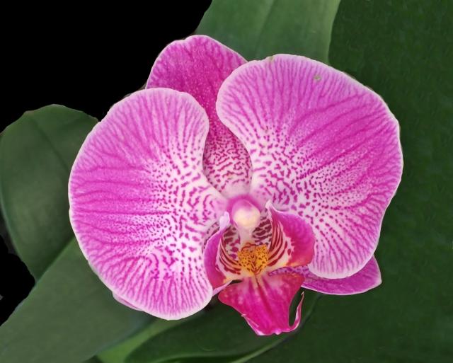 Lavender striped orchid