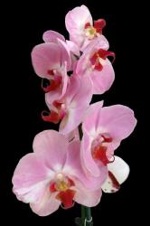 Pink vertical group of orchids