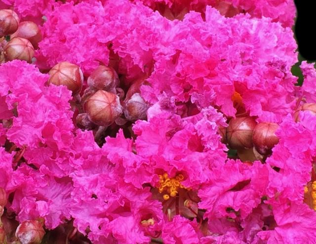 This is a picture of Myrtle tree blossoms