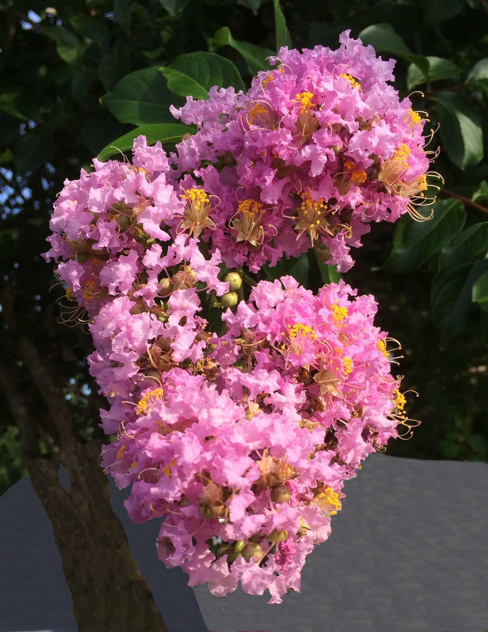 This is a picture of myrtle tree blossoms