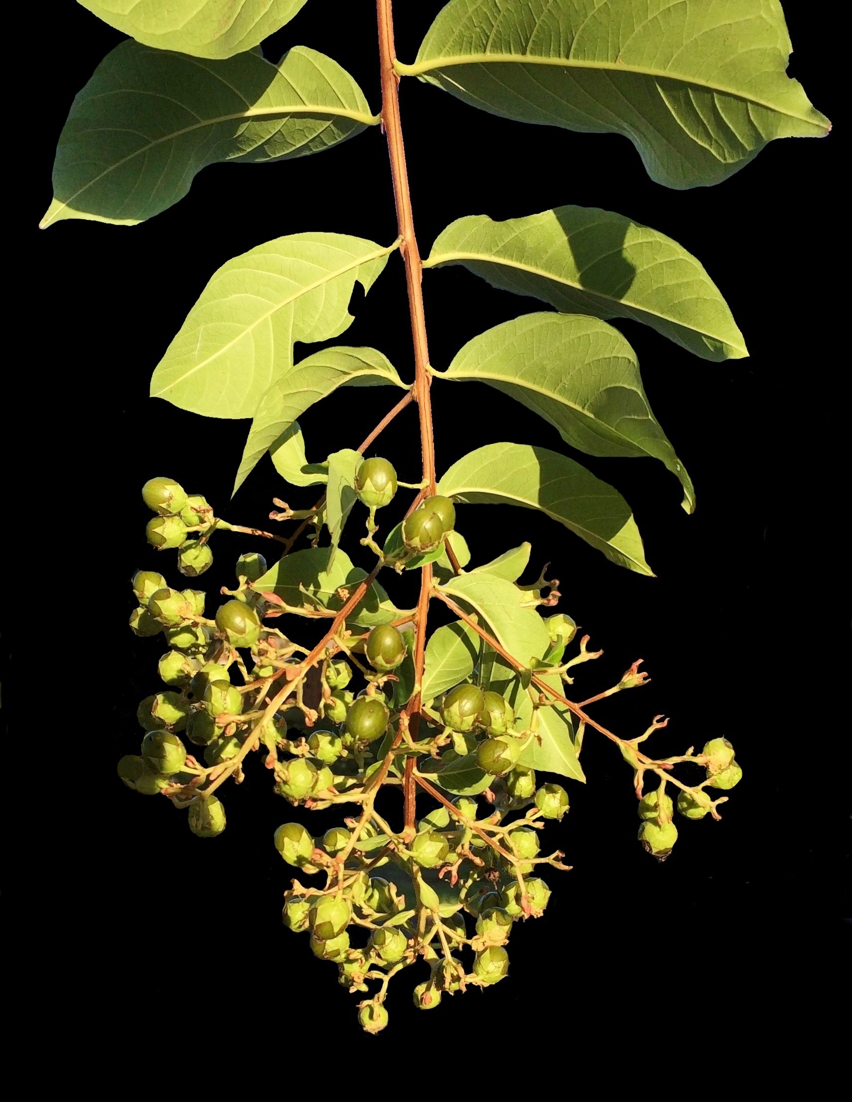 This is a picture of Myrtle tree blossoms going to seed