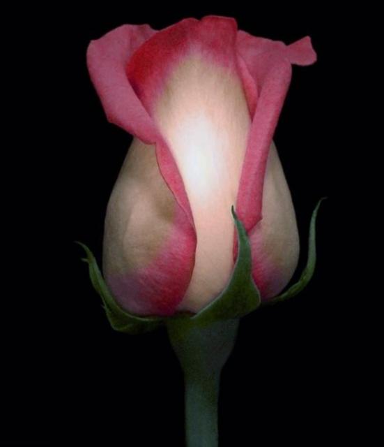 Curvy Pink and White Rose with Black Background.JPG