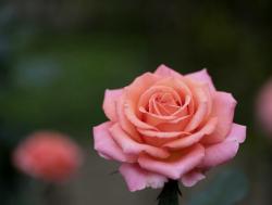 Pink Rose with Blurred Dark Background.JPG