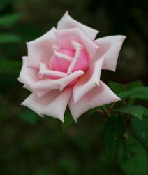 Light Pink Rose Close-Up with Interesting Folds.JPG