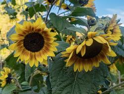 Very large Sunflowers with Big Leaves.JPG