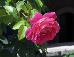 Large White Rose with White Accents.JPG