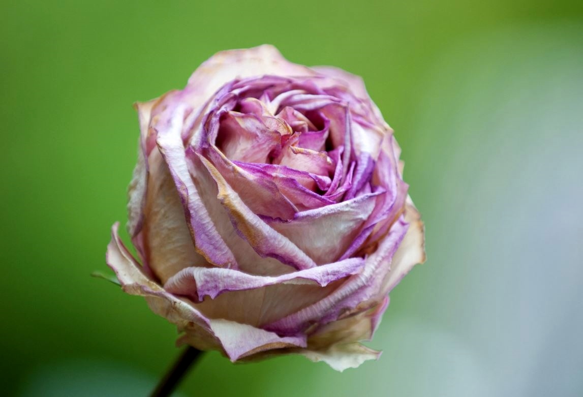 White Rose with Pink Highlights Close-Up Blurred Background.JPG