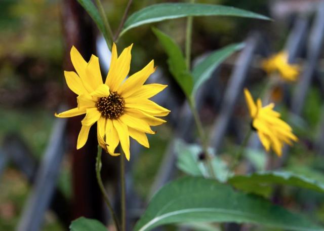 Yellow Daisy in the garden.JPG