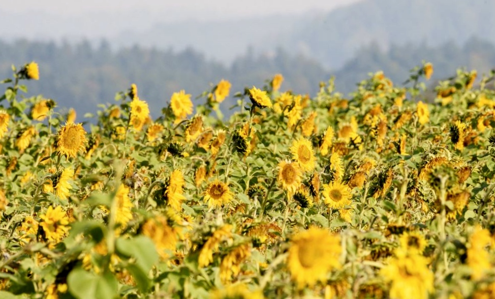 Field of Sunflowers with Blurred Background.JPG