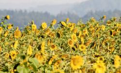 Field of Sunflowers with Blurred Background.JPG