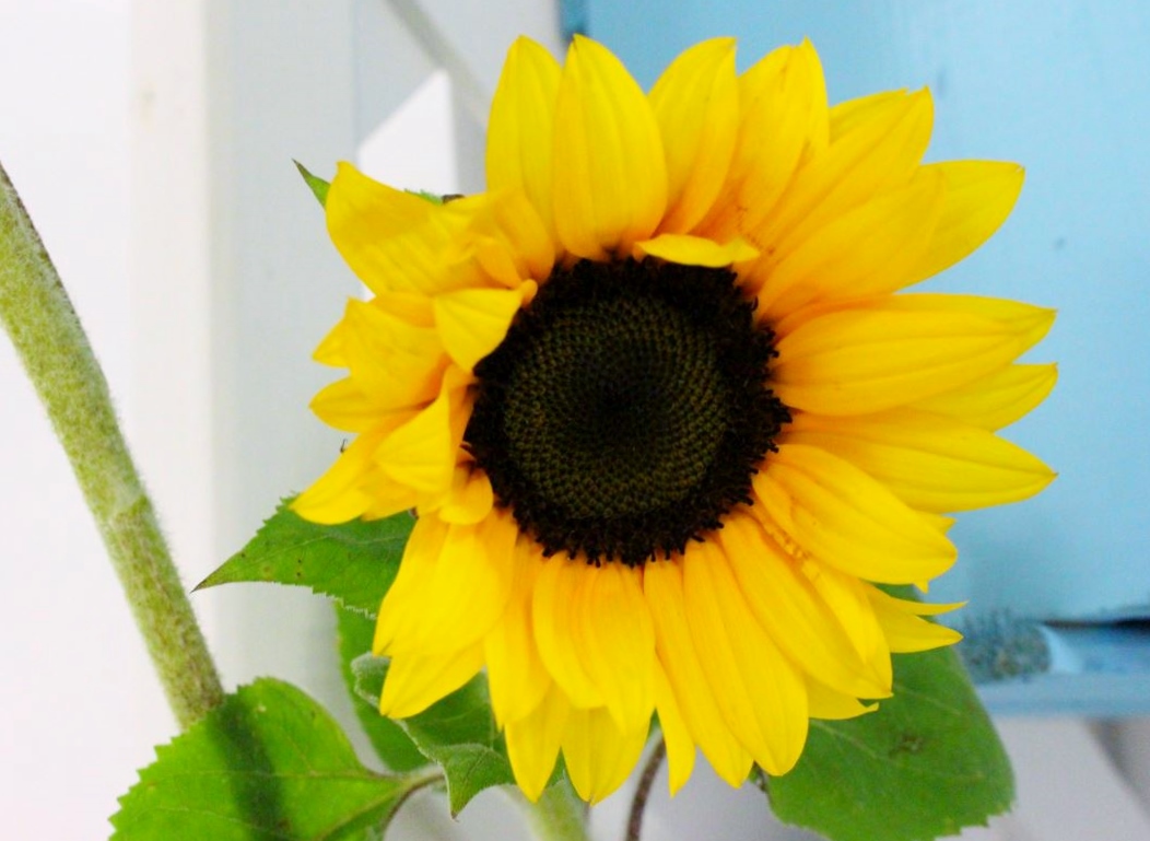 Close Up of a Orange-Yellow Sunflower.JPG