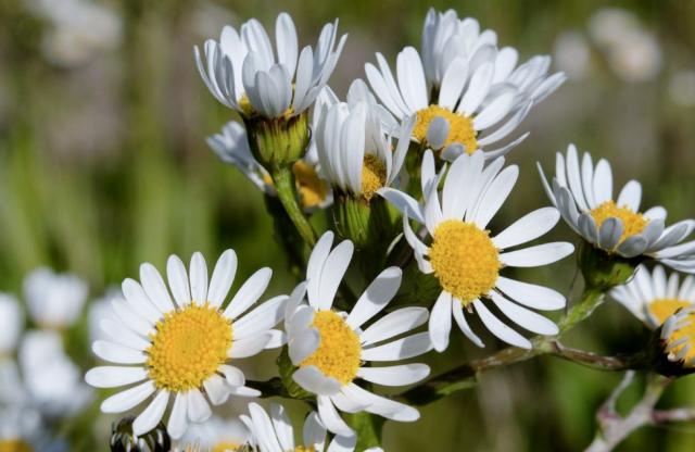 Group of White Daisy Flowers with Yellow Center.JPG