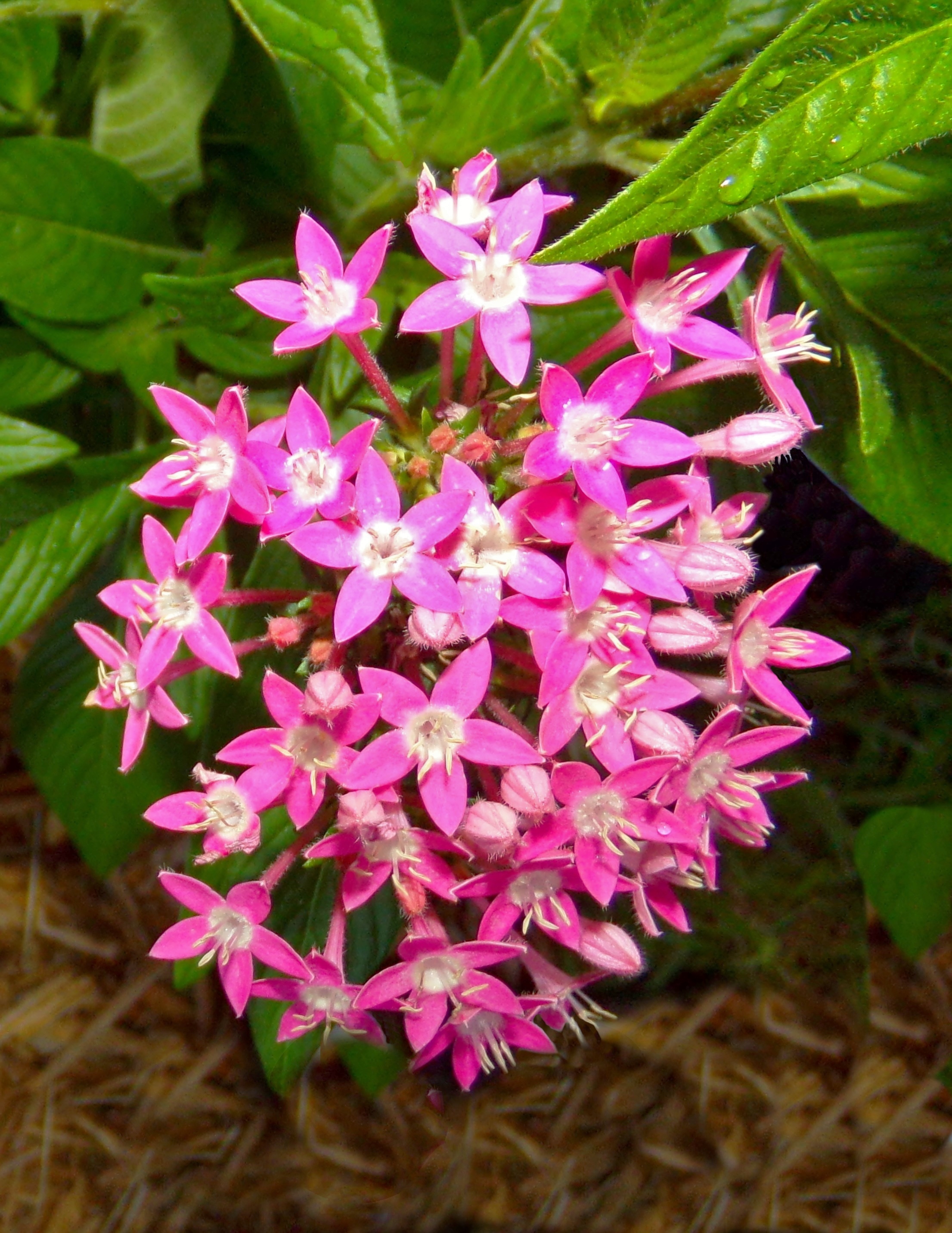 6x Graffiti Pink Pentas