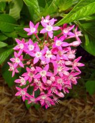 6x Graffiti Pink Pentas
