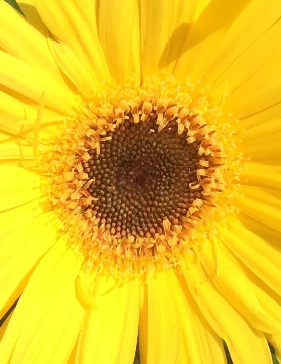 18x Yellow Daisy close upx