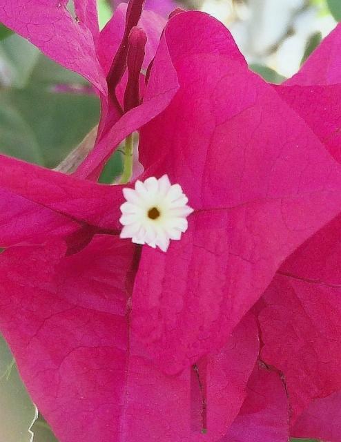 35x Bougainvilleax