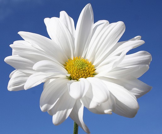 daisy flower image.jpg