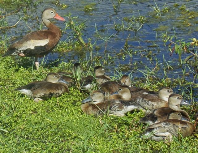 Female duck with ducklings.