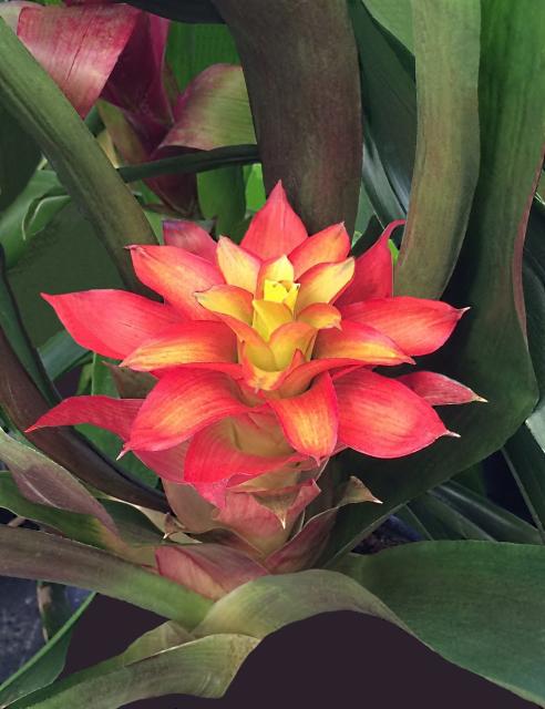 Bromeliad. I took this picture at our  local Walmart.