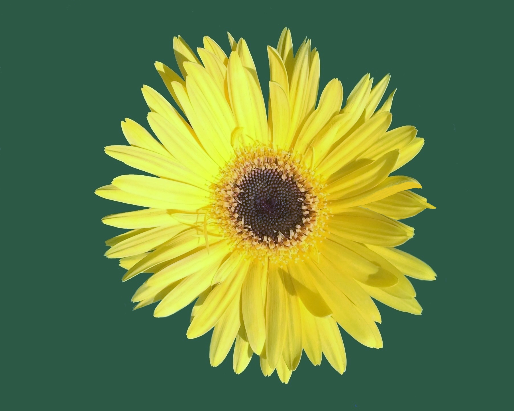 This is a picture of a Yellow Daisy