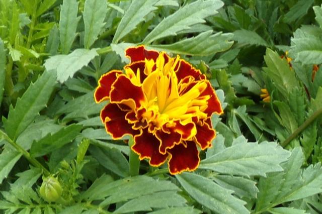 This is a picture of a French Marigold