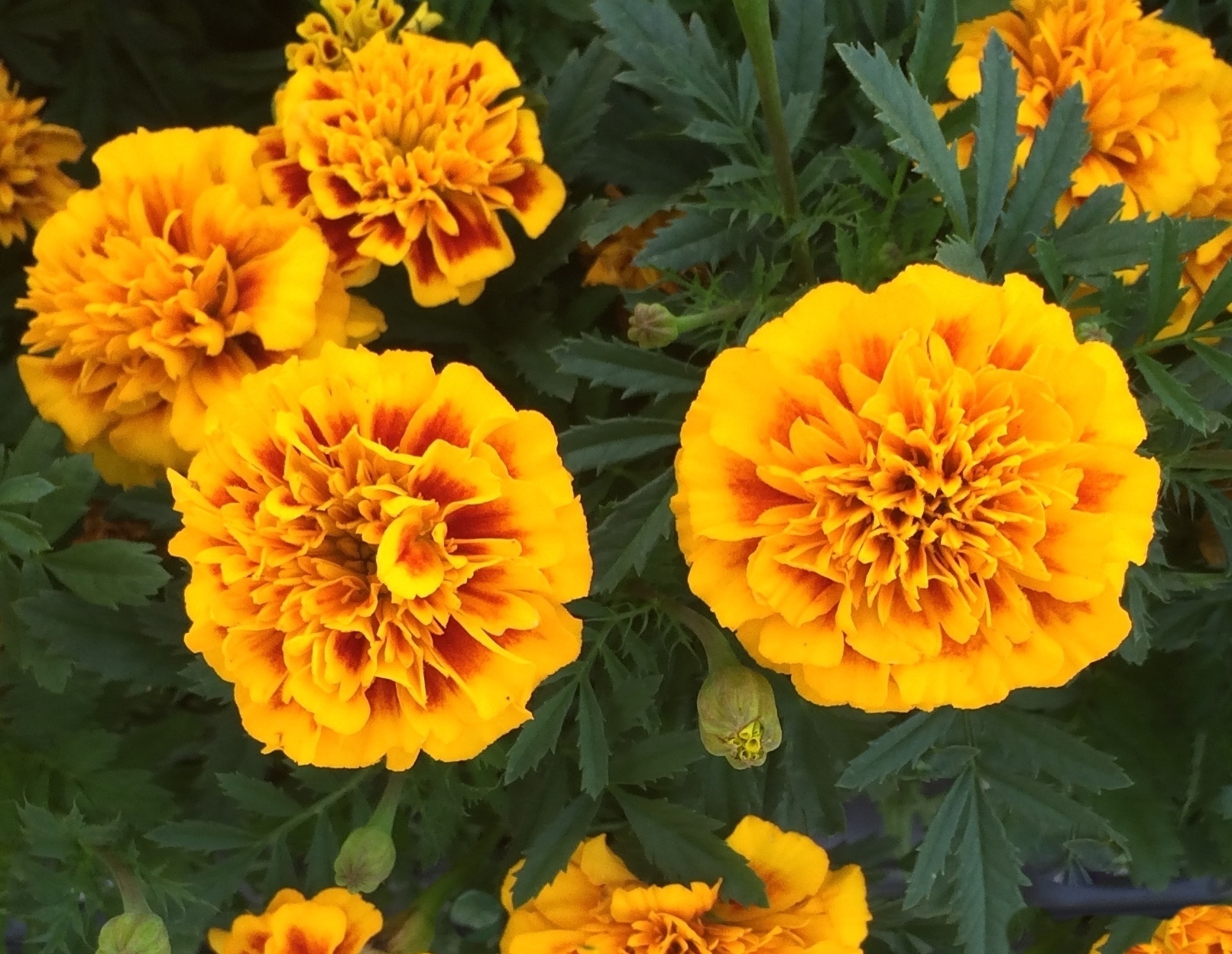 This is a picture of a Marigold plant