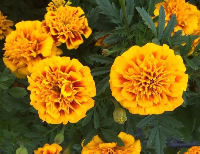 This is a picture of a Marigold plant